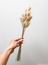 Load image into Gallery viewer, Dried Bunny Tail Grass