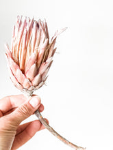 Load image into Gallery viewer, Dried Pink Ice Proteas