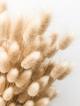 Load image into Gallery viewer, Dried Bunny Tail Grass