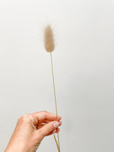 Load image into Gallery viewer, Dried Bunny Tail Grass