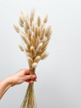 Load image into Gallery viewer, Dried Bunny Tail Grass