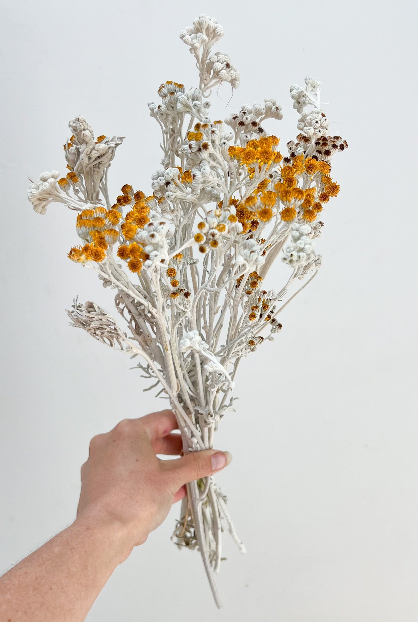 Dried Silver Dust Flowers