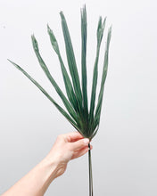 Load image into Gallery viewer, Dried Fan Palm
