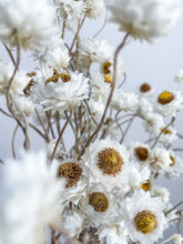 Load image into Gallery viewer, Dried Winged Everlasting
