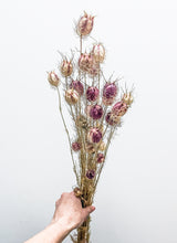 Load image into Gallery viewer, Dried Nigella Seed Pods - neutral
