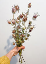 Load image into Gallery viewer, Dried Nigella Seed Pods- Variegated
