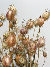 Load image into Gallery viewer, Dried Nigella Seed Pods - neutral

