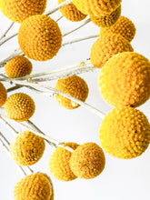 Load image into Gallery viewer, Billy Buttons
