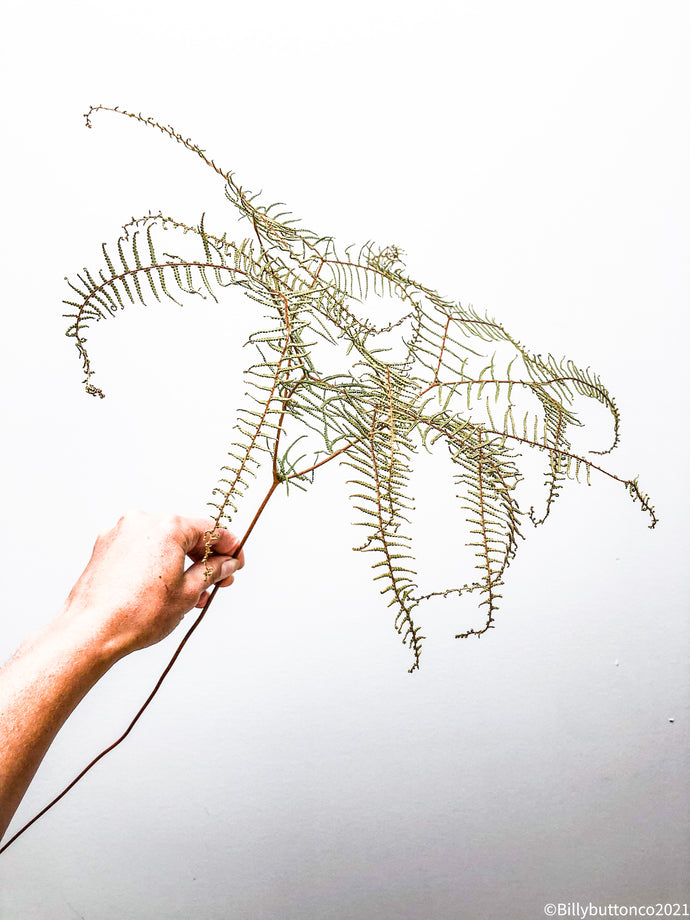 SALE Dried Coral Fern