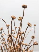 Load image into Gallery viewer, Dried Daisy Stems
