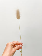 Load image into Gallery viewer, Dried Bunny Tail Grass
