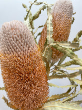 Load image into Gallery viewer, Banksia Prionotes
