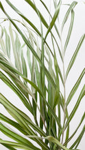 Load image into Gallery viewer, Dried Golden Cane Palm
