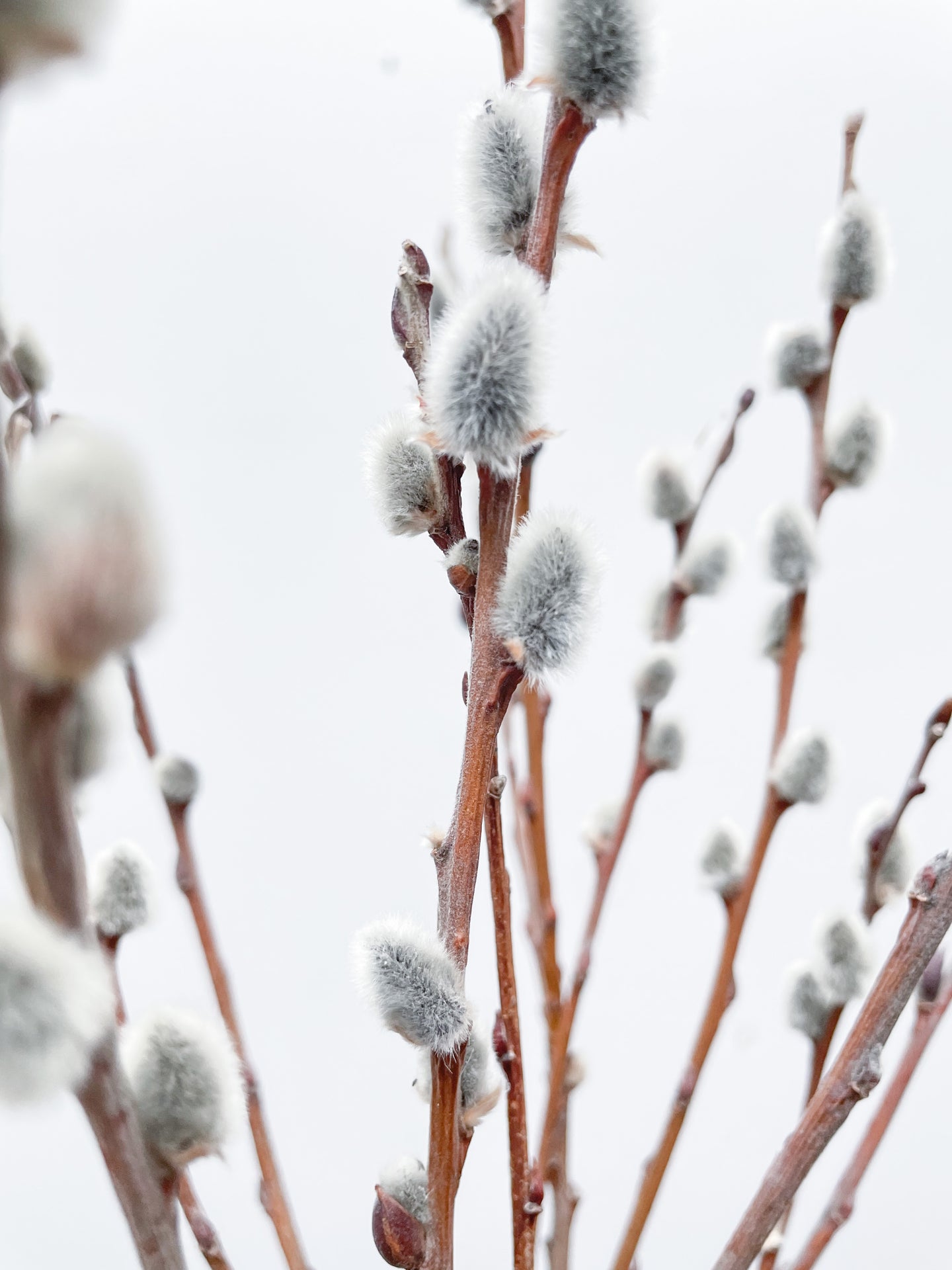 Dried Pussy Willow