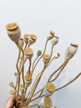 Load image into Gallery viewer, Common Poppy Pods
