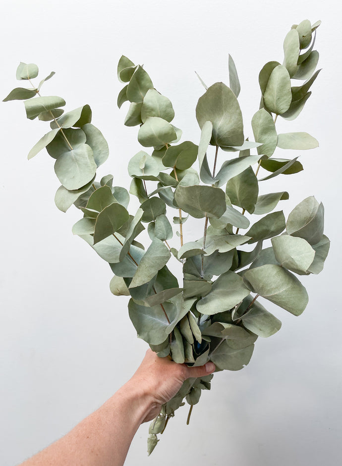 SALE Dried Blue Gum