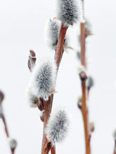 Load image into Gallery viewer, Dried Pussy Willow
