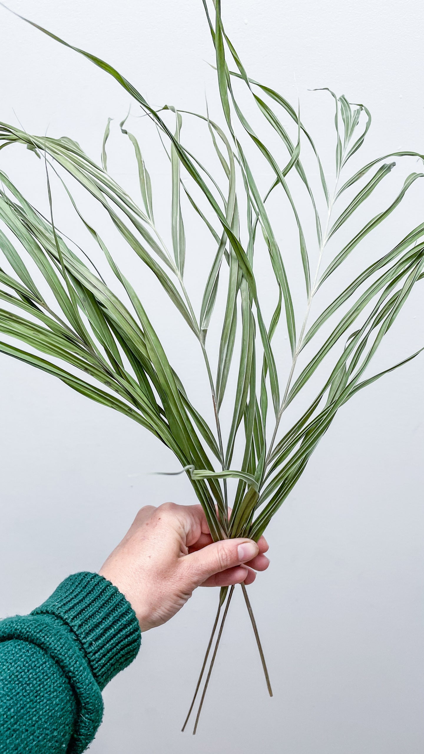 Dried Golden Cane Palm