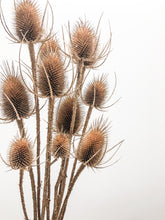 Load image into Gallery viewer, Teasel ‘Thistle’
